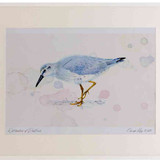 A2 knot winterplumage