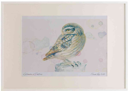 A2 little owl juvenile.jpg