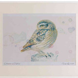 A2 little owl juvenile