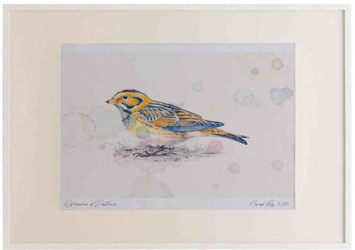 A2 lapland bunting.jpg