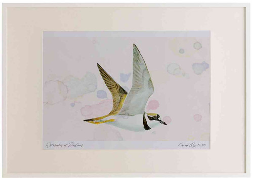 A2 little ringed plover inflight.jpg