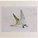 A2 little ringed plover inflight