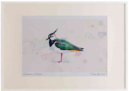 A2 lapwing