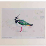 A2 lapwing