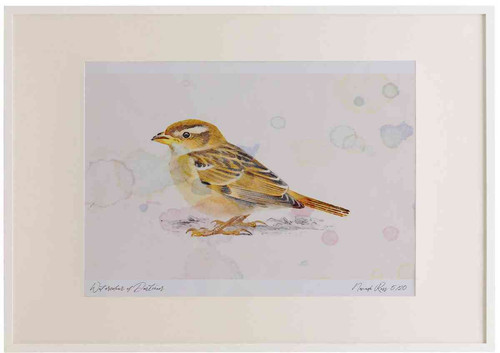 A2 house sparrow juvenile.jpg