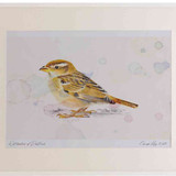 A2 house sparrow juvenile