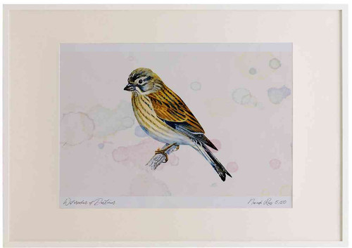 A2 linnet female.jpg