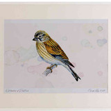A2 linnet female