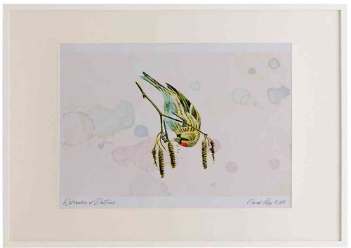 A2 lesser redpoll feeding.jpg