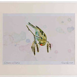 A2 lesser redpoll feeding