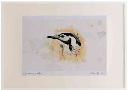A2 lesser spotted woodpecker.jpg