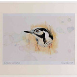 A2 lesser spotted woodpecker