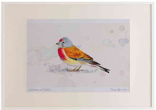 A2 linnet male.jpg