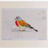 A2 linnet male
