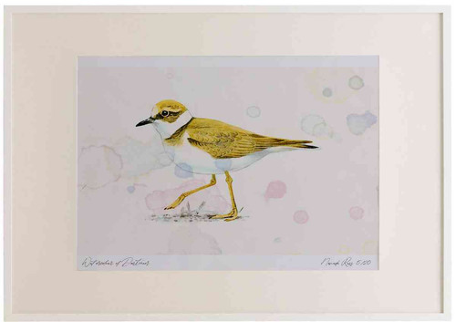 A2 little ringed plover juvenile.jpg