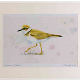 A2 little ringed plover juvenile