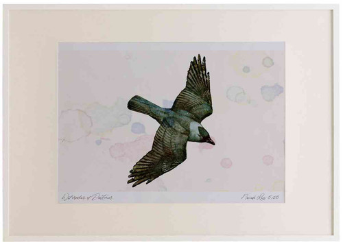 A2 jackdaw inflight.jpg