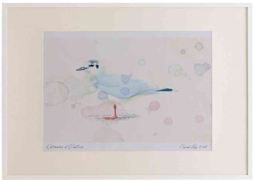 A2 little gull adult nonbreeding plumage.jpg