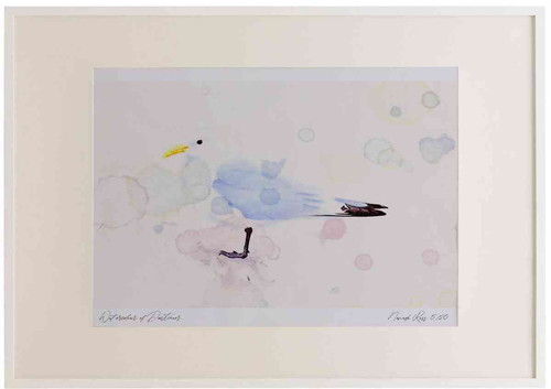 A2 kittiwake adult