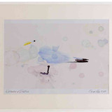 A2 kittiwake adult
