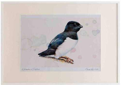 A2 little auk breeding plumage.jpg