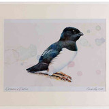 A2 little auk breeding plumage