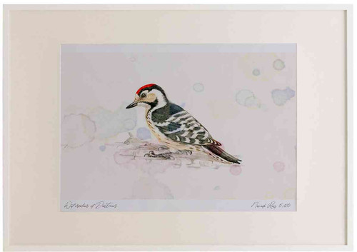 A2 lesser spotted woodpecker male.jpg