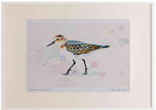 A2 little stint.jpg