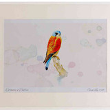 A2 kestrel male