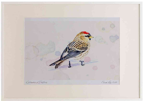 A2 mealy redpoll.jpg