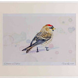 A2 mealy redpoll