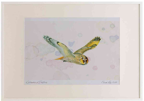 A2 long eared owl inflight.jpg
