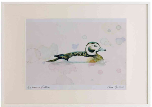 A2 long tailed duck female nonbreeding plumage.jpg
