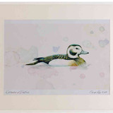 A2 long tailed duck female nonbreeding plumage
