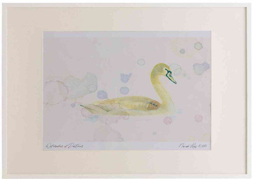 A2 mute swan juvenile.jpg