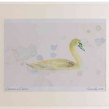 A2 mute swan juvenile