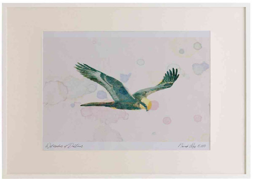 A2 marsh harrier juvenile.jpg