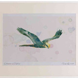 A2 marsh harrier juvenile