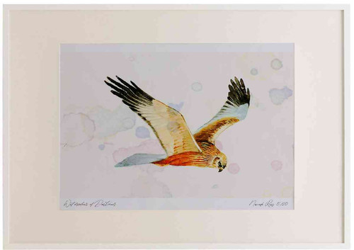 A2 marsh harrier male.jpg