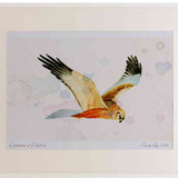 A2 marsh harrier male