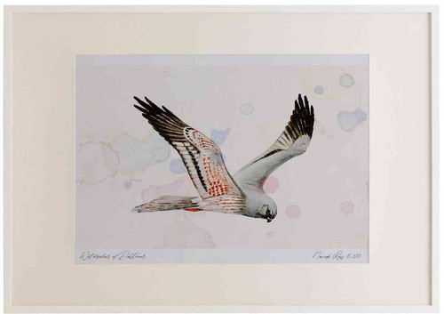 A2 montagu s harrier male inflight.jpg