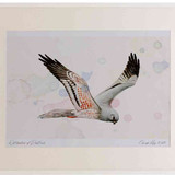 A2 montagu s harrier male inflight