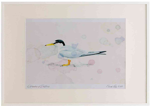 A2 little tern adult breeding plumage.jpg