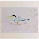 A2 little tern adult breeding plumage