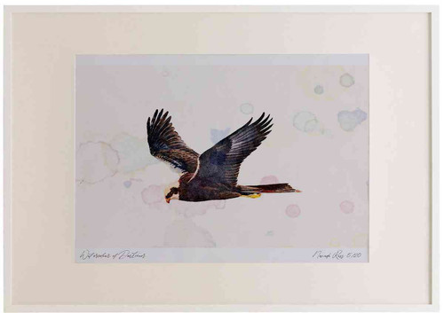 A2 marsh harrier female.jpg