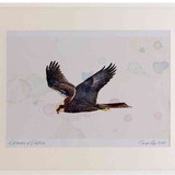 A2 marsh harrier female