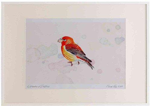 A2 parrot crossbill male.jpg