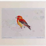 A2 parrot crossbill male