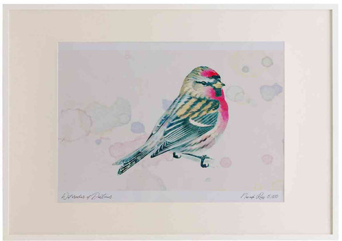 A2 mealy redpoll male breeding plumage.jpg