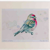 A2 mealy redpoll male breeding plumage